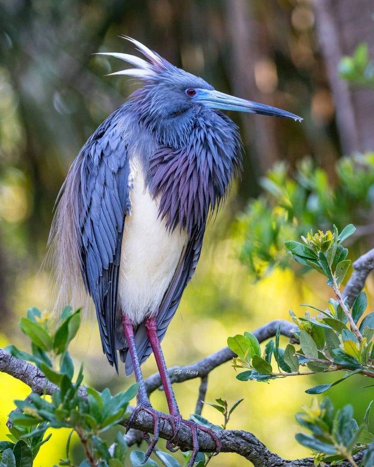 Which Bird is Most Creative 00769cf4eae14dccb0a4d9ee679a06ae