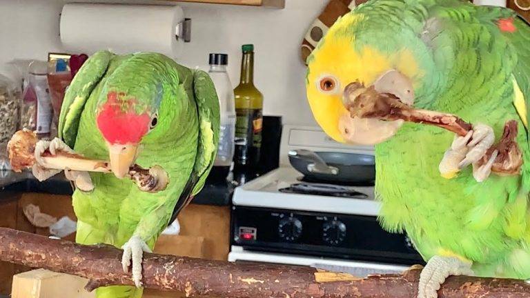 Dining Dilemma: Can Your Feathered Friends Enjoy a Chicken Meal 01f4c68e056841b4b5fc540c09beb039