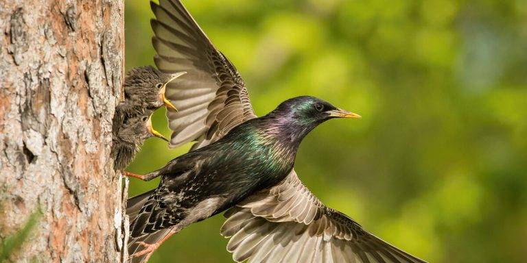 Bird Nest Removal Cost: Factors That Affect the Price 0c060f03ca0642cd8b924484182224dd