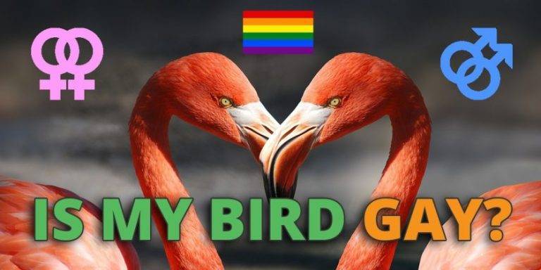 Can Birds Be Gay 0e630103882349eaa2c37ee2192713bd