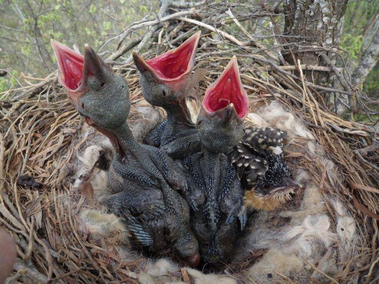 Cuckoo Bird Laying Eggs in Crows Nest: The Wondering Facts 15d27f0a078d458393066b9751c61706 scaled