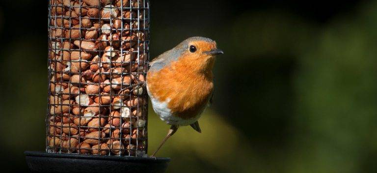 What Should You Not Feed Birds 194eaf689b90496096f8b6de8f22c963