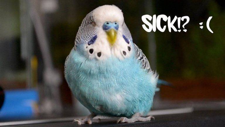 How to Know If Birds are Sick 1c16897bc45e4f9e860f23f3d9fa79d3