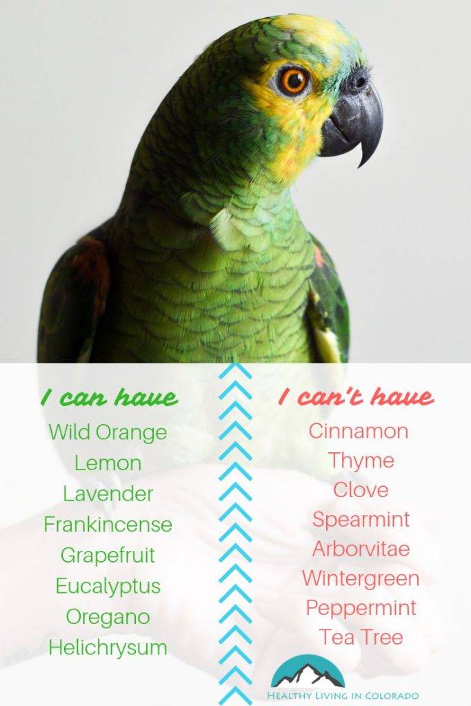 Is Peppermint Oil Harmful to Wild Birds