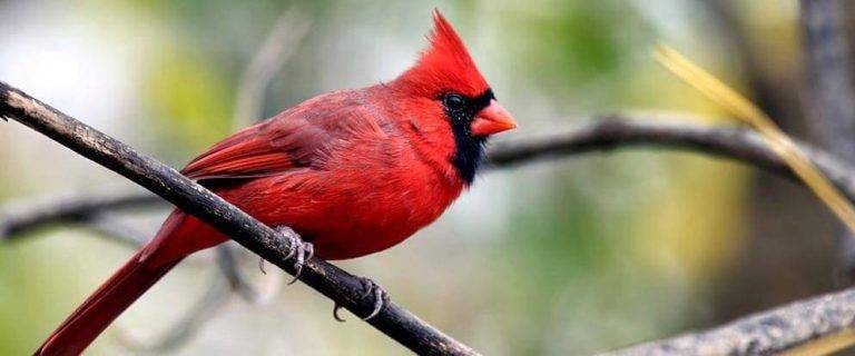 Are Red Birds Bad Luck 379400d019e34dac8e54607494e8a9df