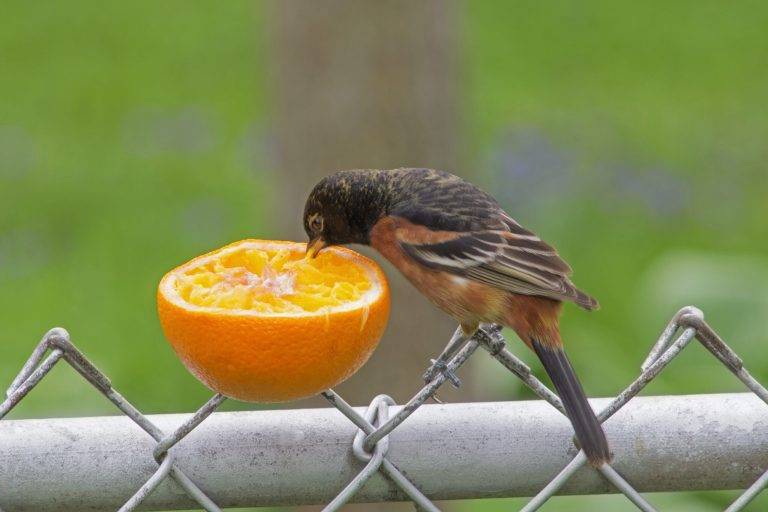 Can Birds Eat Oranges 3b1333b3741447e3be43460754917f77 scaled