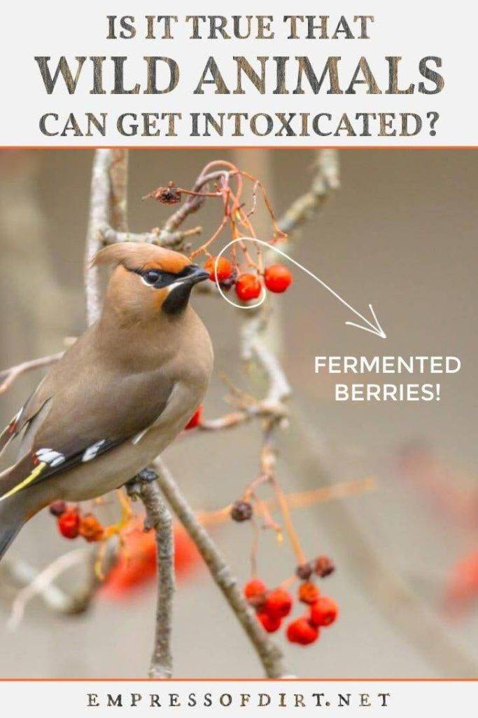 Can Birds Get Drunk 42c849ca33624c18958ccac9f37fa13a