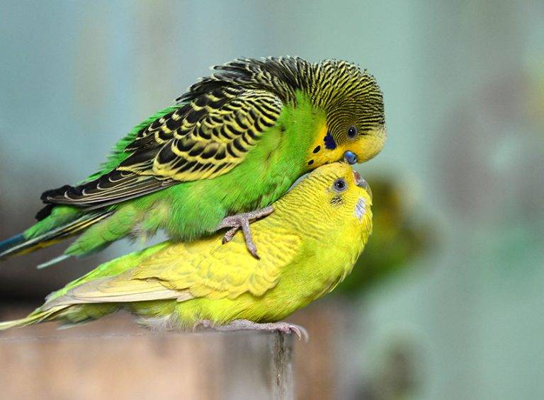 How to Know If Your Birds are Mating 4332e5645f8349cf87a1a9b5dc643fd2