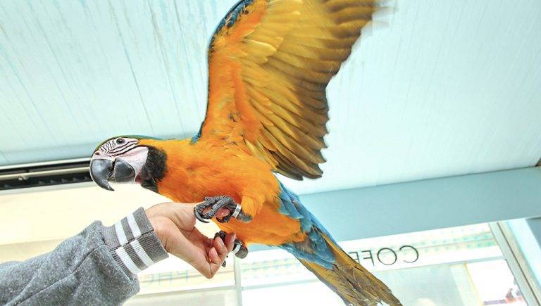 Do Birds Cause Dust 48269e9f32c84087959fdc64376a4f43