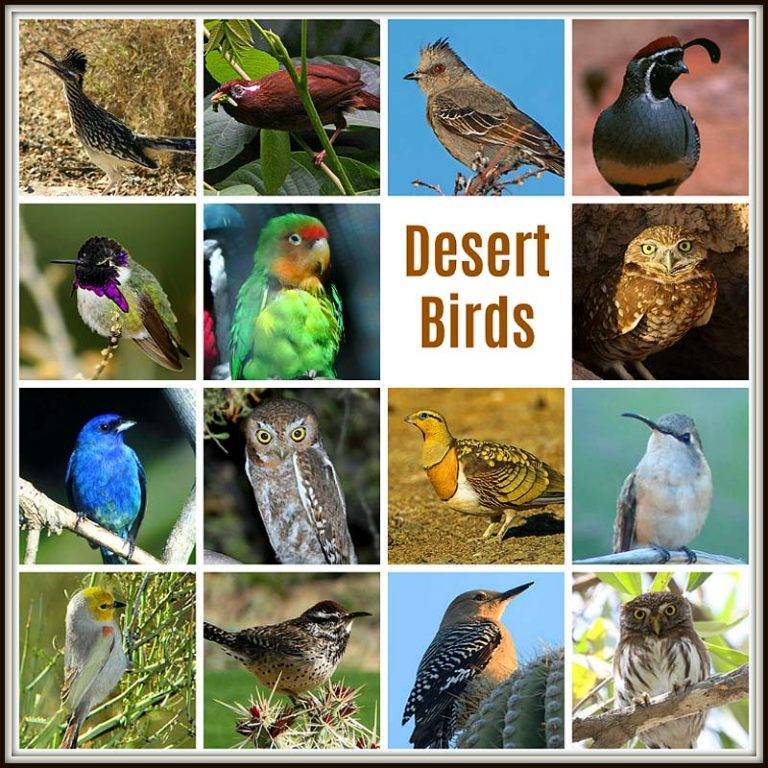 Do Birds Live in the Desert 4b4dca13246c42ea98dd321cdb438e71