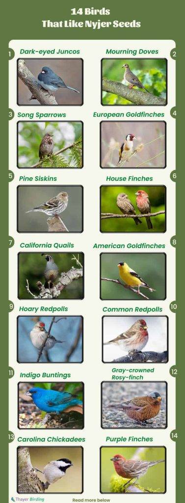 What Birds Eat Thistle 534381dbae0b42b196ba70ac4970cdc4