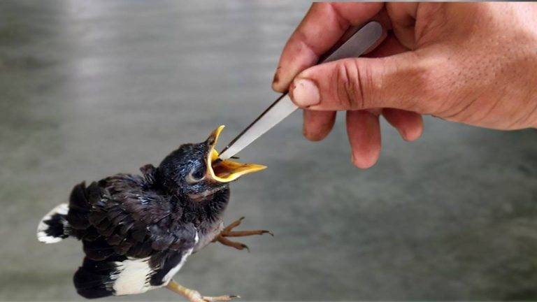 How to Feed the Baby Birds 56c9521e780948bcb62739b47a689356