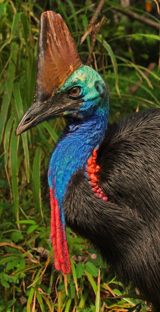 How Much are Birds in Australia 5d24c4b48f8a4e6d86549f2d4eb32990