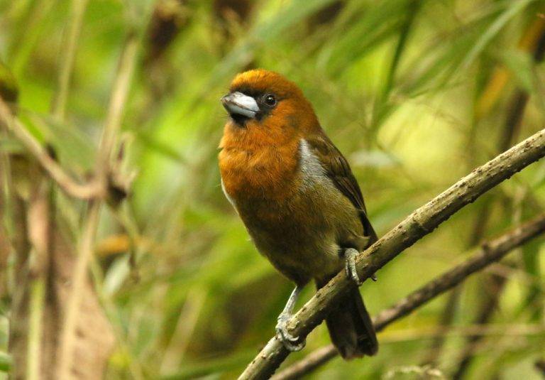 Which Bird is Like a Lion 6207695322ad424988a1c0d8b2ac7297