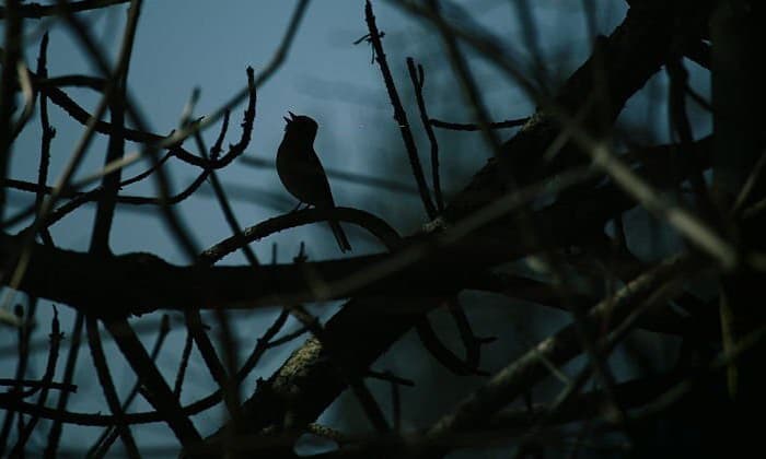 How to Stop Birds Chirping at Night