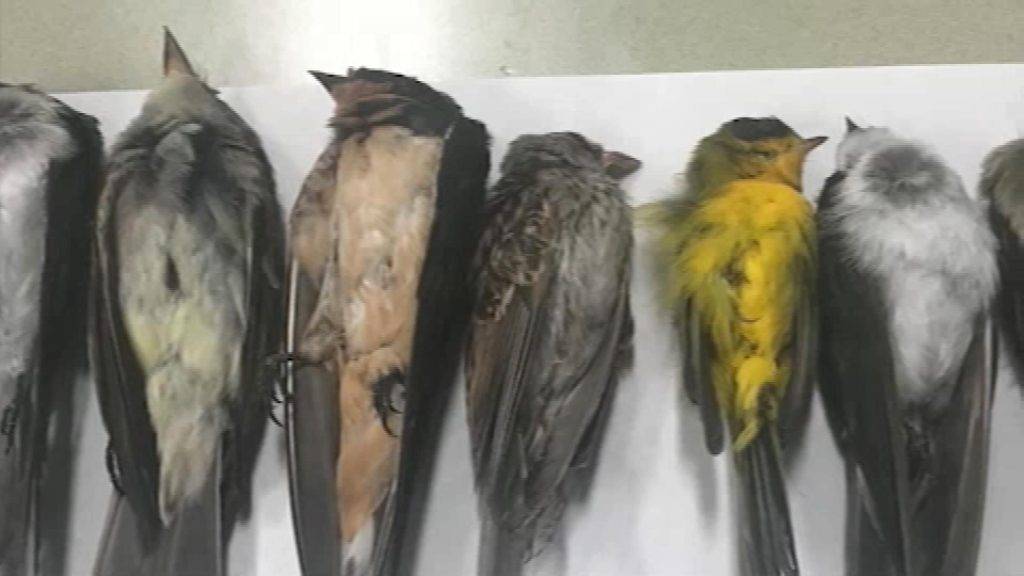 Why are Birds Dying in Indiana