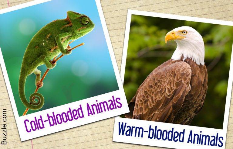 Are Birds Warm Or Cold Blooded 6d34d87e0c3f4a3fbafba0672b5be09c