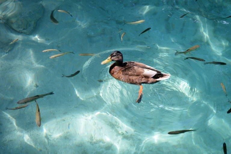Can Birds Swim? Debunking the Myth 732d6759556d4035a7ab74a5eb60c79e