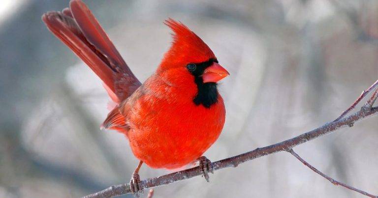 What is the State Bird of Indiana 7893aee7d1764e00b773148a2930b763