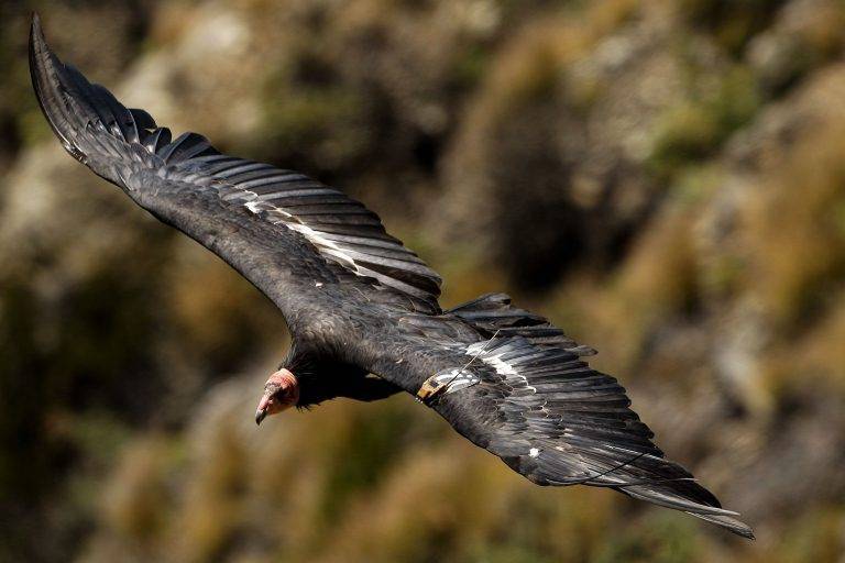 Can Birds Give Birth Without Mating 7abdd4eaecee42aa840e372b8f707d5d