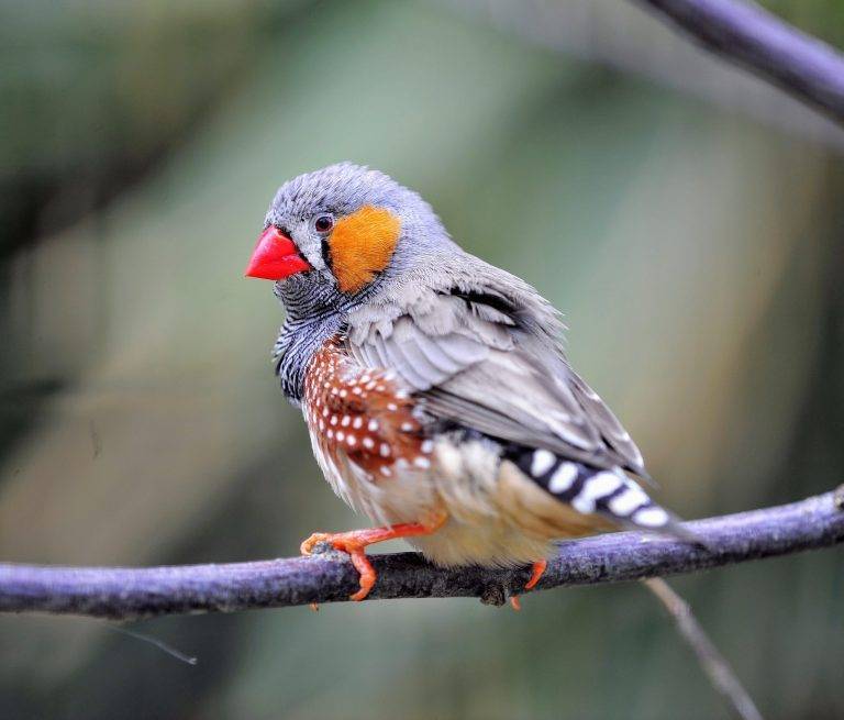 Can Birds Be Autistic 7c7d789691bf4020bf0a0337e867478d