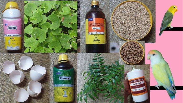 Love Bird Food: Know What They Like 7d088c262ea243f68dbc11c7ec344fe0