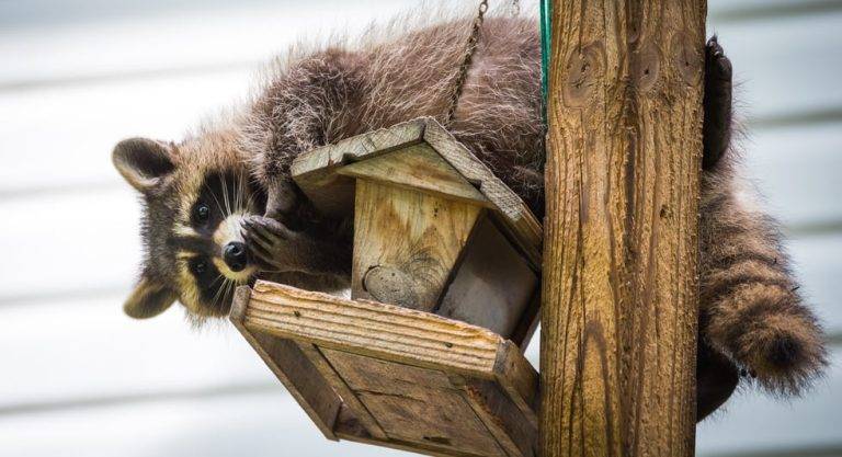 How to Keep Raccoons Away from Bird Feeders 8132d6b8d2194690bf4050d016f1790f
