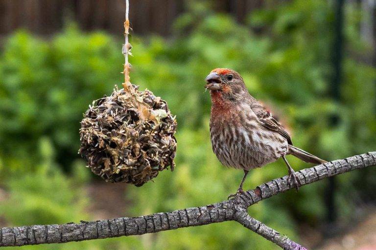 Can Birds Eat Peanut Butter 849764fecfe54d5384de6512bc5bd0f0