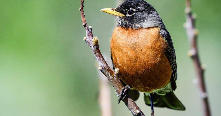 What is the State Bird of Connecticut 8788cde796b447169a9498d2d3b4fced