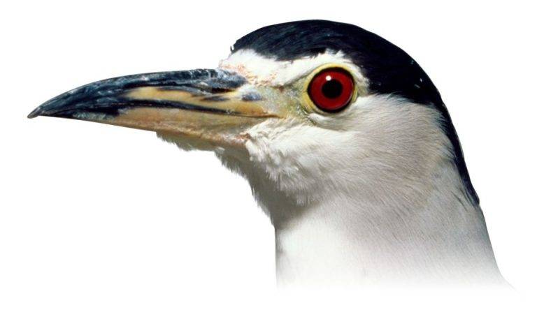 Birds With Hard Beak 88a05c46b68c4614b26e2c409cd5153c