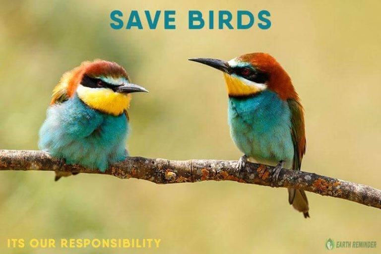 How to Save Birds from Mobile Radiation 88d4d35a7d9341e1aecd823739a96308