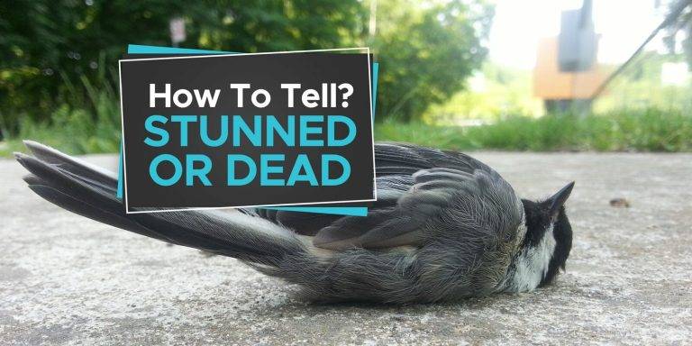 8e4868087f0448298ce803e06a2ee08f