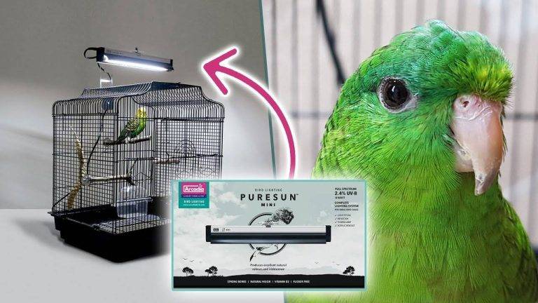 Do Birds Need Uv Light 94ccd63889724e1d9a36991536baebb0