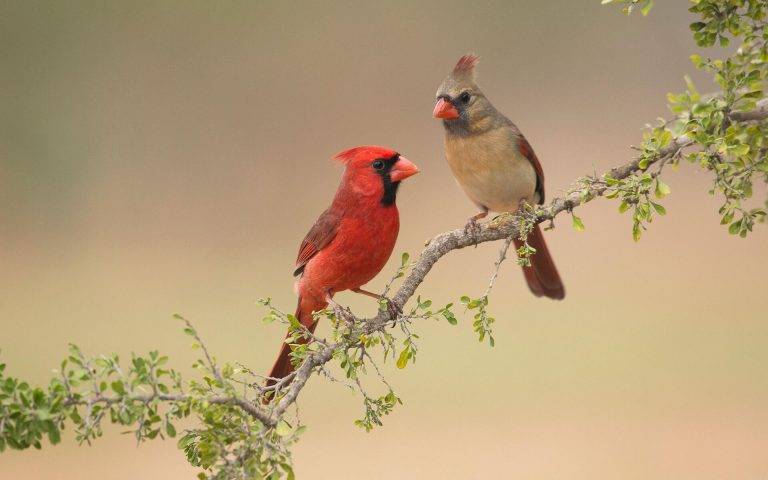 How Much are Cardinals Birds 958511b9311a41a5b7b304d6a03e3b67