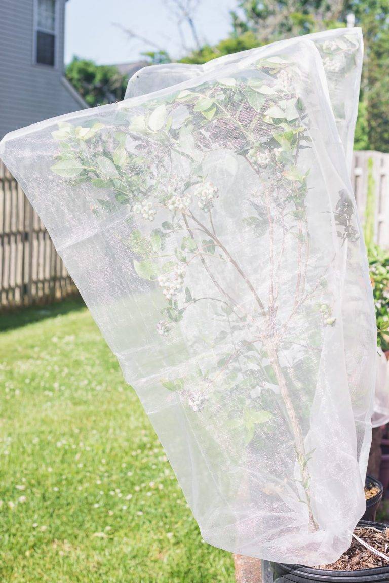 How to Keep Birds Out of Garden 98e9e7fbf20e4fd48dc8bbc03d26412e