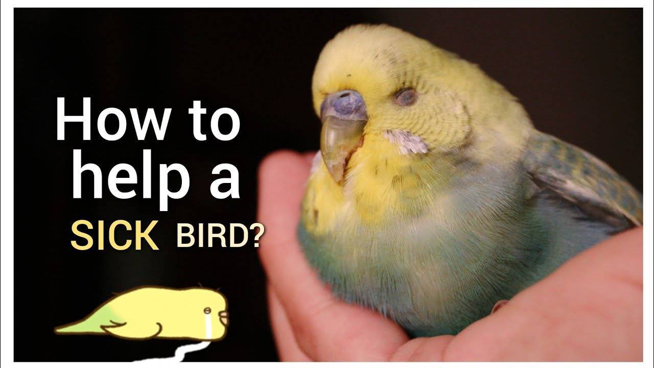 Sick Bird Treatment Kit – Taxonyx