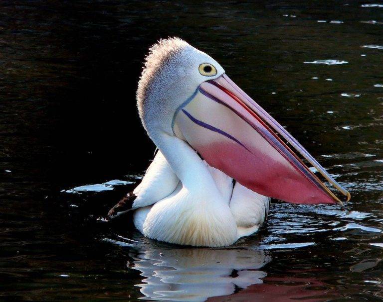 From Crunching Seeds to Tearing Prey: Decoding the Mighty Force of Birds’ Beaks 9ad40a70ae3640bb934a00edb7c9be89