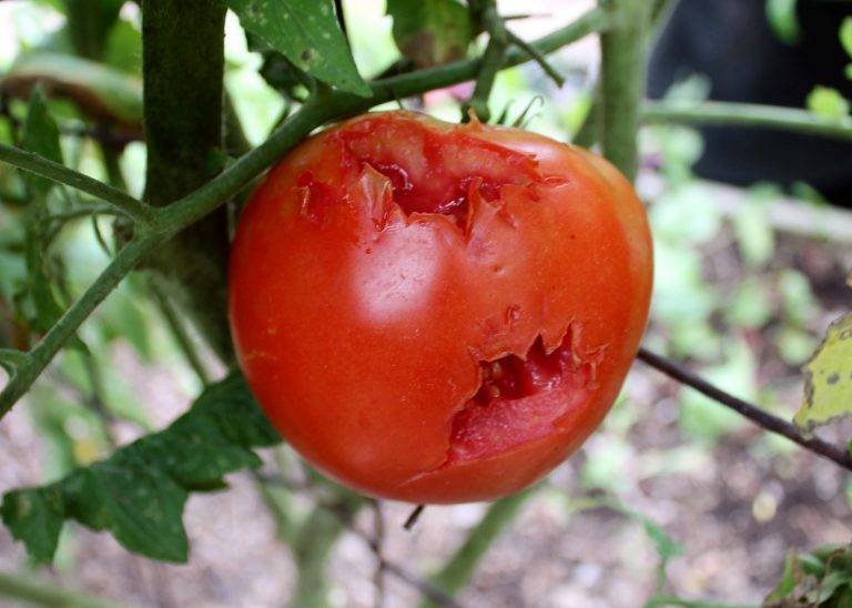 Do Birds Eat Tomatoes 9eaa36ca156d40958550e5914b1aee3b