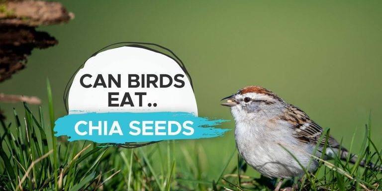 Can Birds Eat Chia Seeds a23f900f58da44269d67fd0dd5927edd