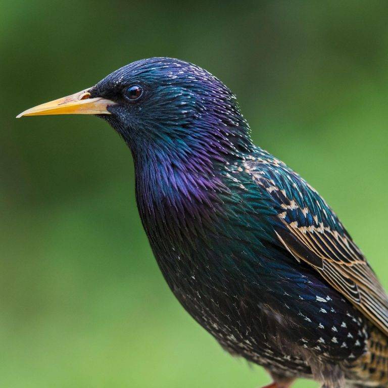 What Bird Makes a Clicking Sound a26e76d570e64ce5b5d4a6712e1740d2