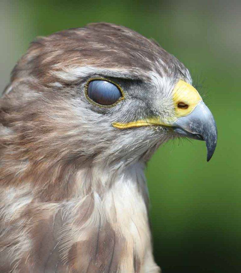 Do Birds Blink a3853d909fca4eeaa8b1550bd1dcecd6