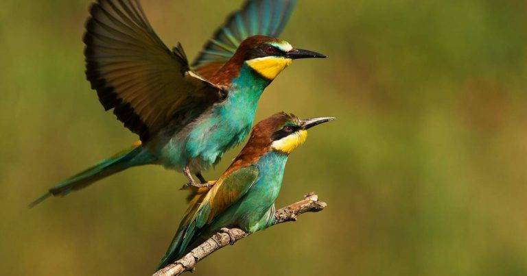 Do Birds Mate a6a7843ea3d34e948d178b74bd62cebc