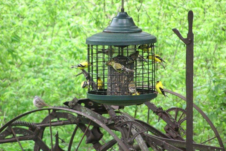 How to Keep Big Birds Away from Bird Feeders aa32977fc1b345ed83fa1b435cd3de00