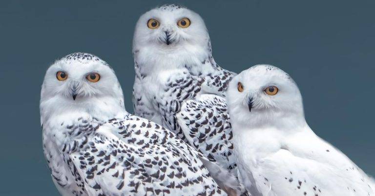 What is a Group of Owls Called bc176eb84901454ebe866f8ce6e470d0