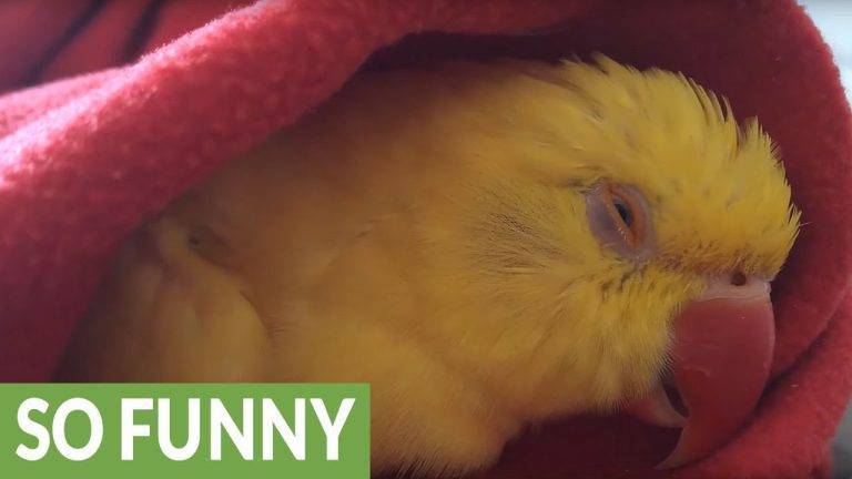 Do Birds Snore bd5f0883d0064adf91c07173975e2921