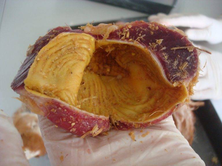 Which Birds Have Gizzards be6e63405532456995c490e88ff2fe2a scaled