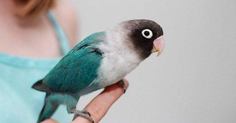 What is Lifespan of a Bird bf7afa62653f48e7bd45a92b8b267973