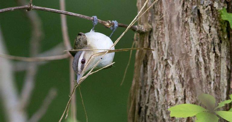Do Birds Make Nests Out of Human Hair c4fdb514ed5c47d7b78c421af7d9b2ed