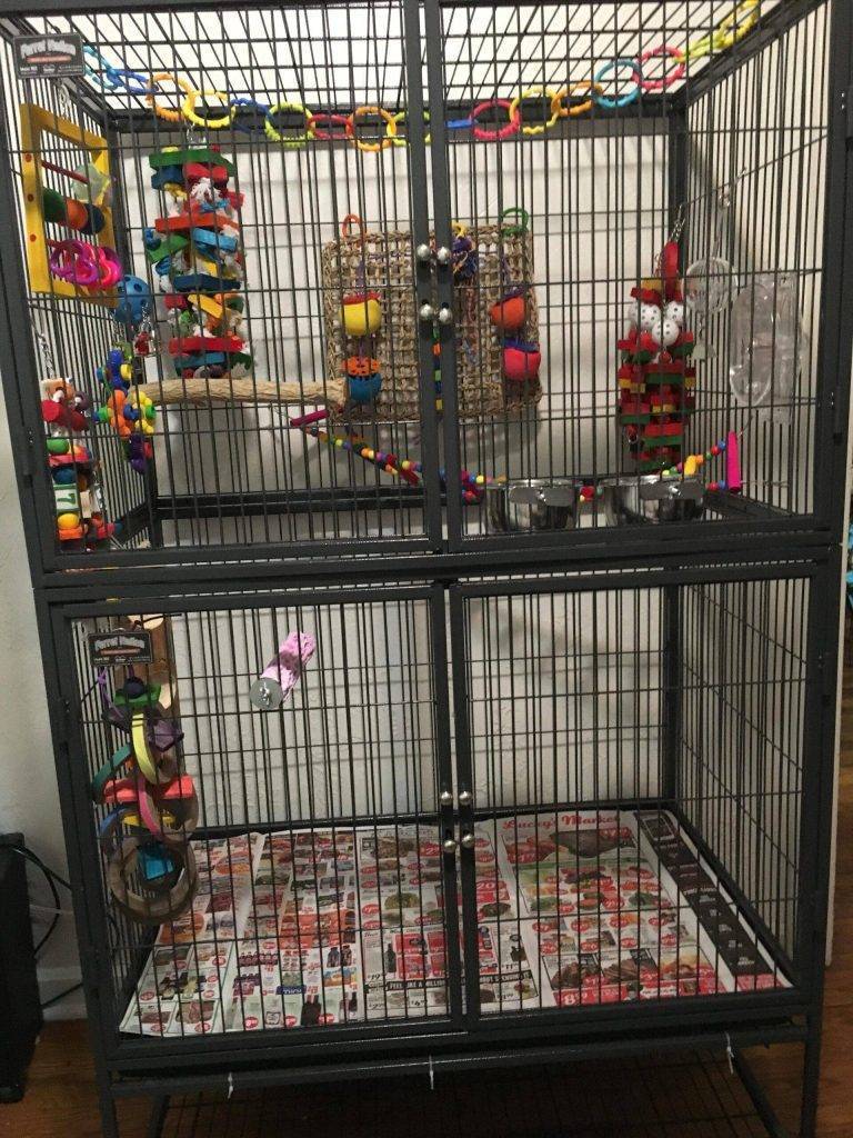 Can You Use a Ferret Cage for Birds cb42bd89bfba4a4f8fa4f8d50e31fc21 scaled