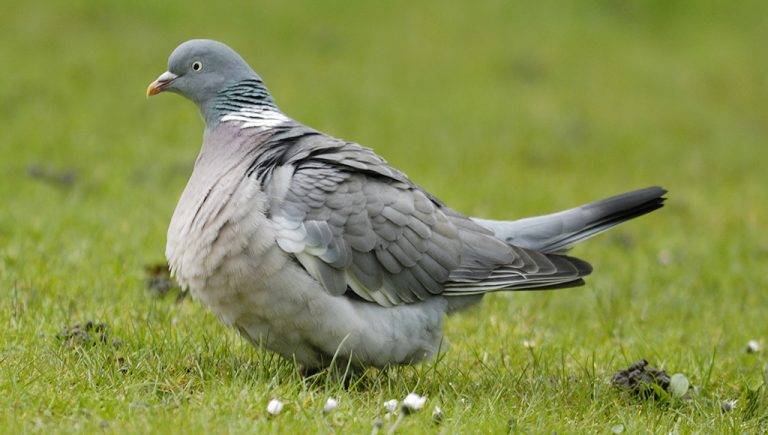 Can Birds Get Fat cea21fd61607452a92b87ac2f53112d2